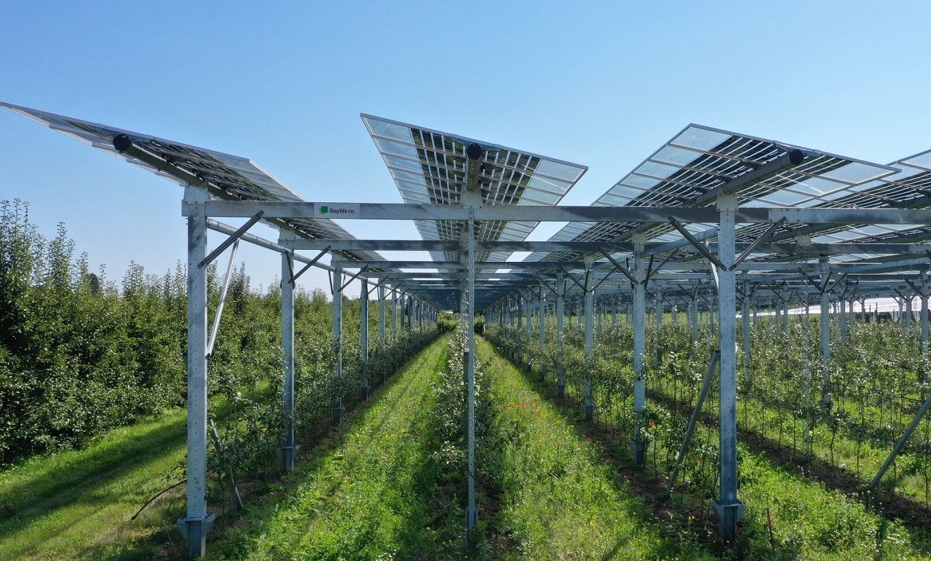 Agri-PV-Anlage über Äpfelbäumen. Wie es bald mehr von diesen Anlagen geben könnte, untersucht das Projekt SynAgri über die nächsten drei Jahre